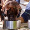 Yeti Boomer 8 Dog Bowl